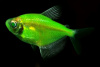 Тернеция Glo Fish Лимонная (Gymnocorymbus ternetzi)  1,5-2 см
