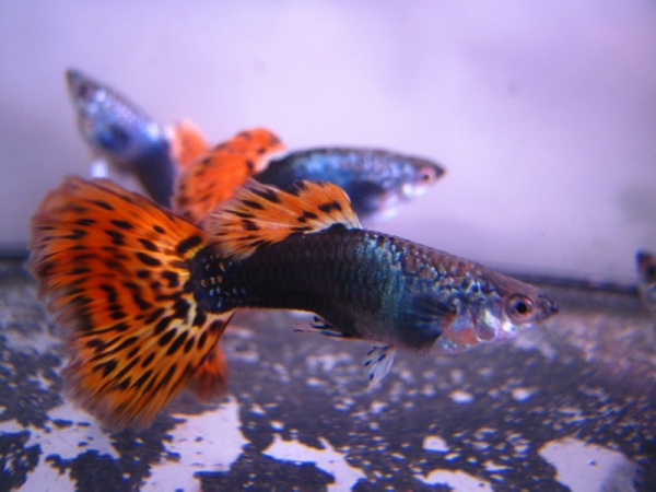 Гуппи Гвоздика (Poecilia Reticulata)