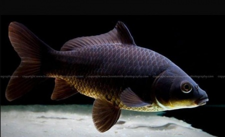 Золотая рыбка Комета черная (Goldfish comet black)