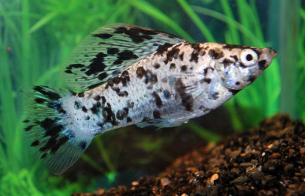 Моллинезия Долматинец парусный (Poecilia latipinna)