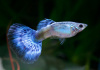 Гуппи синий бриллиант (Guppy Blue Diamond)