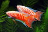 Макропод альбинос (Macropodus opercularis) 4-4,5 см
