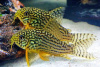 Коридорас Штерба (Corydoras sterbai) сом 2,5-3 см 