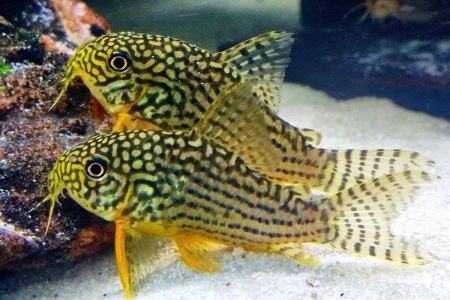 Коридорас Штерба (Corydoras sterbai) сом 2,5-3 см 