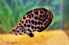 Ктенопома Леопардовая  (Ctenopoma Acutirostre) 2,5 см 