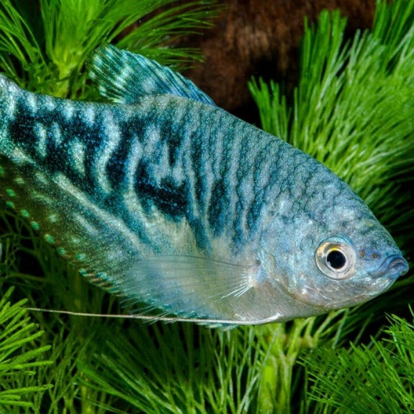Гурами мраморный (Trichogaster trichopterus)2,5 см