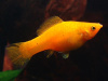 Моллинезия оранжевая (Poecilia sphenops orange Molly)