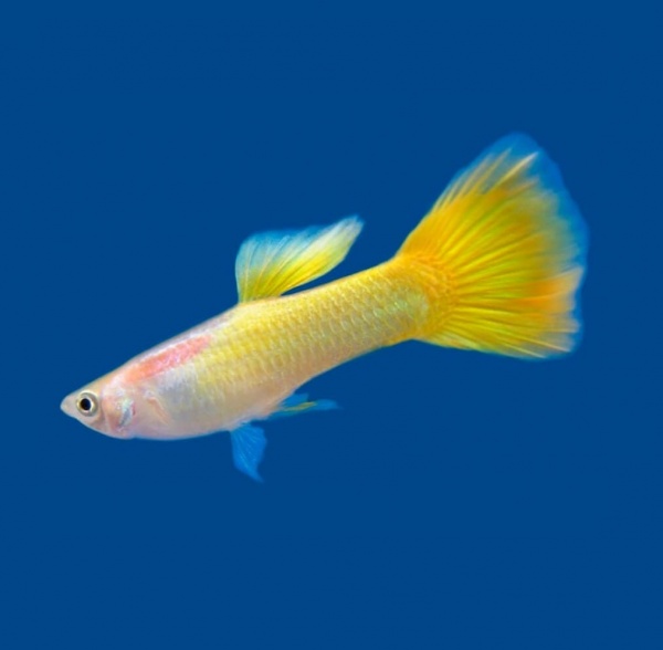 Гуппи желтый (Guppy Yellow)