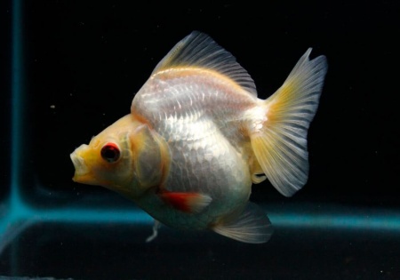 Риукин белый короткохвостый (Goldfish Ryukin white short tail)