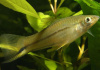 Меченосец Лимонный (Xiphophorus helleri lemon)