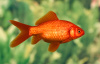 Риукин красный с широким хвостом (Goldfish Ry1ail)