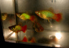 Пецилия пестрая радужная (Xiphophorus variatus sunset rainbow Platy)