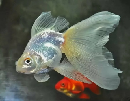 Риукин белый с широким хвостом (Goldfish Ryukin whit-broad tail)