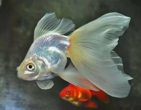 Риукин белый с широким хвостом (Goldfish Ryukin whit-broad tail)