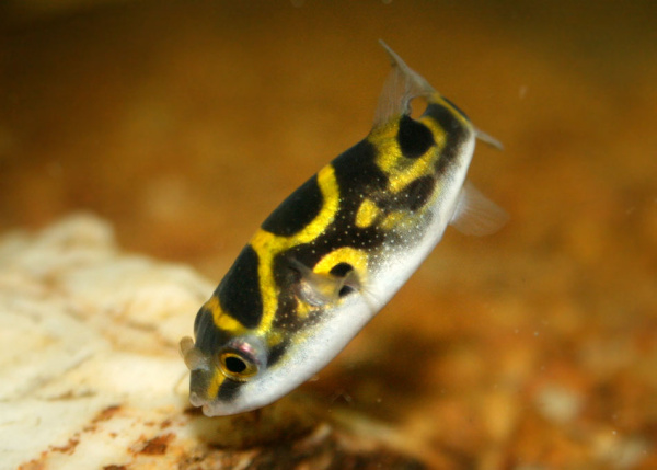 Тетрадон восьмёрка -(Tetraodon biocellatus)