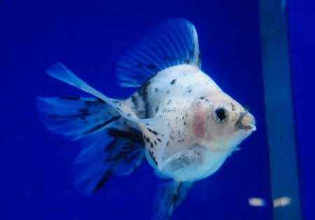 Риукин черно-белый (Goldfish Ryukin black-white)