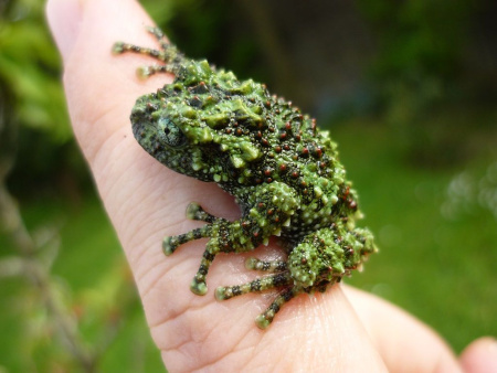 Телодерма лишаистая (Theloderma corticale) лягушка 