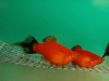 Пецилия редиска (Xiphophorus maculatus red black veiltail)