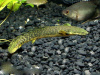 Полиптерус Пальмас  (Polypterus palmas) 12-14 см 