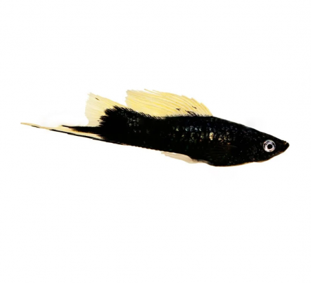 Меченосец Геллера черный (Xiphophorus helleri Black)