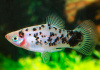 Пецилия долматинец  (Xiphophorus maculatus Dalmatian Platy)