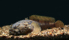 Рыба-жаба (Batrachomoeus trispinosus)