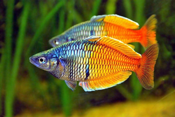 Радужница Боэсмана (Melanotaenia boesemani)