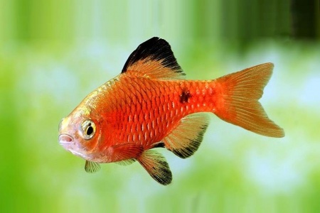 Барбус огненный (Barbus conchonius) 5-6см