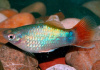 Пецилия голубой корал (Xiphophorus maculatus Blue Coral Platy)