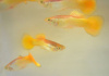 Гуппи желтый (Guppy Yellow)