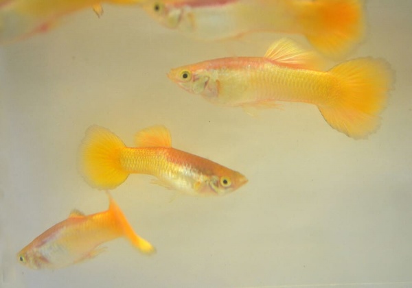 Гуппи желтый (Guppy Yellow)