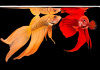 Петушок Вуалехвостый  желтый самец (Betta-splendens-platinum-Veiltail-yelloy)