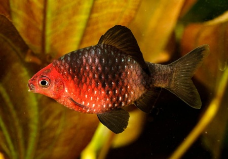 Барбус черный (Barbus nigrofasciatus)