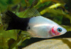 Пецилия панда (Xiphophorus maculatus panda Platy)