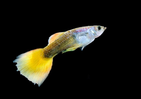 Гуппи берлинский желтохвостый (Guppy German Yellow Tail)