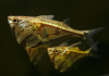 Карнегиелла мраморная (Carnegiella strigata)