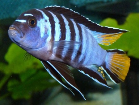 Цихлида Элонгатус псевдотрофеус Мпанга (pseudotropheus elongatus mpanga)
