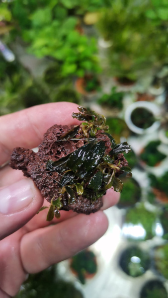 Буцефаландра Миниатюрная (Bucephalandra sp. "Kedagang Mini) 1 ветка