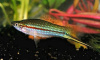 Меченосец Геллера зеленый (Xiphophorus helleri Green)