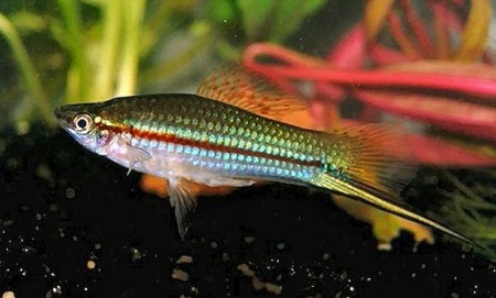 Меченосец Геллера зеленый (Xiphophorus helleri Green)