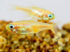 Неон золотой (Paracheirodon innesi gold)