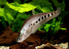 Нож Индийский Хитала глазчатый (Notopterus chitala) 7 см