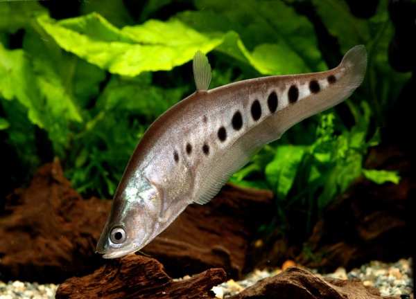 Нож Индийский Хитала глазчатый (Notopterus chitala) 7 см