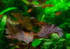 Тетра Аманда (Hyphessobrycon Amandae) 1,8  см