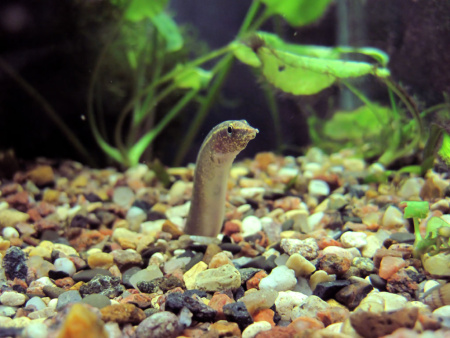 Макрогнатус Чернолинейный  (Macrognathus aral)  7-8 см