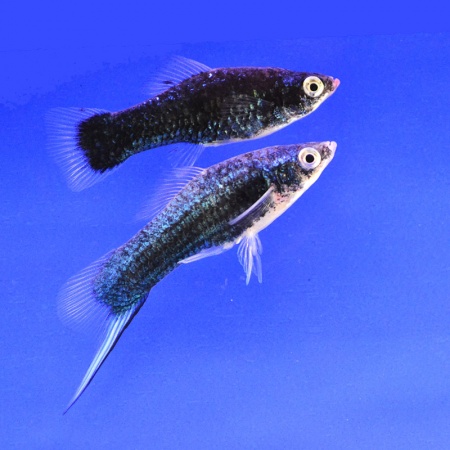 Меченосец Геллера черный (Xiphophorus helleri Black)