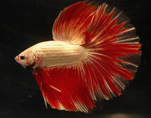 Петушок Супер Дельта красно белый самец (Betta male Super Delta-red-white)
