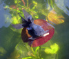 Оранда голубая (Goldfish Oranda blue)