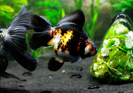 Риукин трехцветный (Goldfish Ryukin tricolour broad tai)