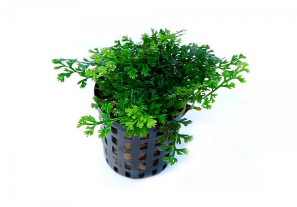 Болбитис гетероклита дефформис (Bolbitis heteroclita ‘Difformis’)